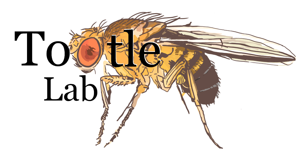 Tootle Lab – University of IowaTootle Lab – University of Iowa logo